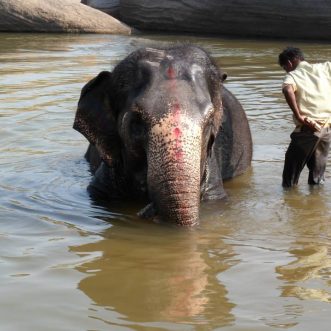L’estaca de l’elefant